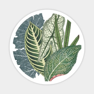 Green tropical leaves Magnet